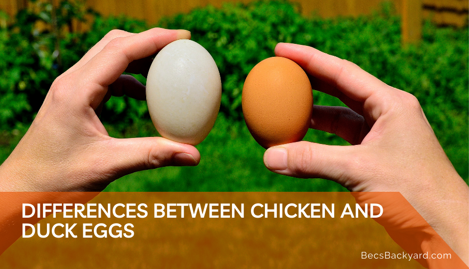 Differences Between Chicken and Duck Eggs