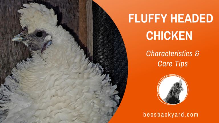 Fluffy Headed Chicken: Characteristics and Care Tips