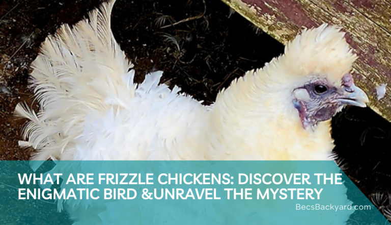 What are Frizzle Chickens?