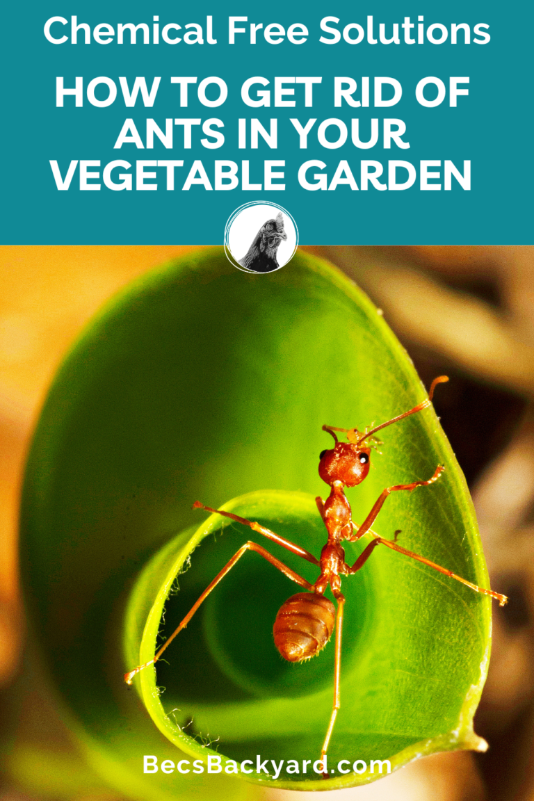 How To Get Rid Of Ants In Your Vegetable Garden Chemical Free Solutions   HOW TO GET RID OF ANTS IN YOUR VEGETABLE GARDEN 1 768x1152 