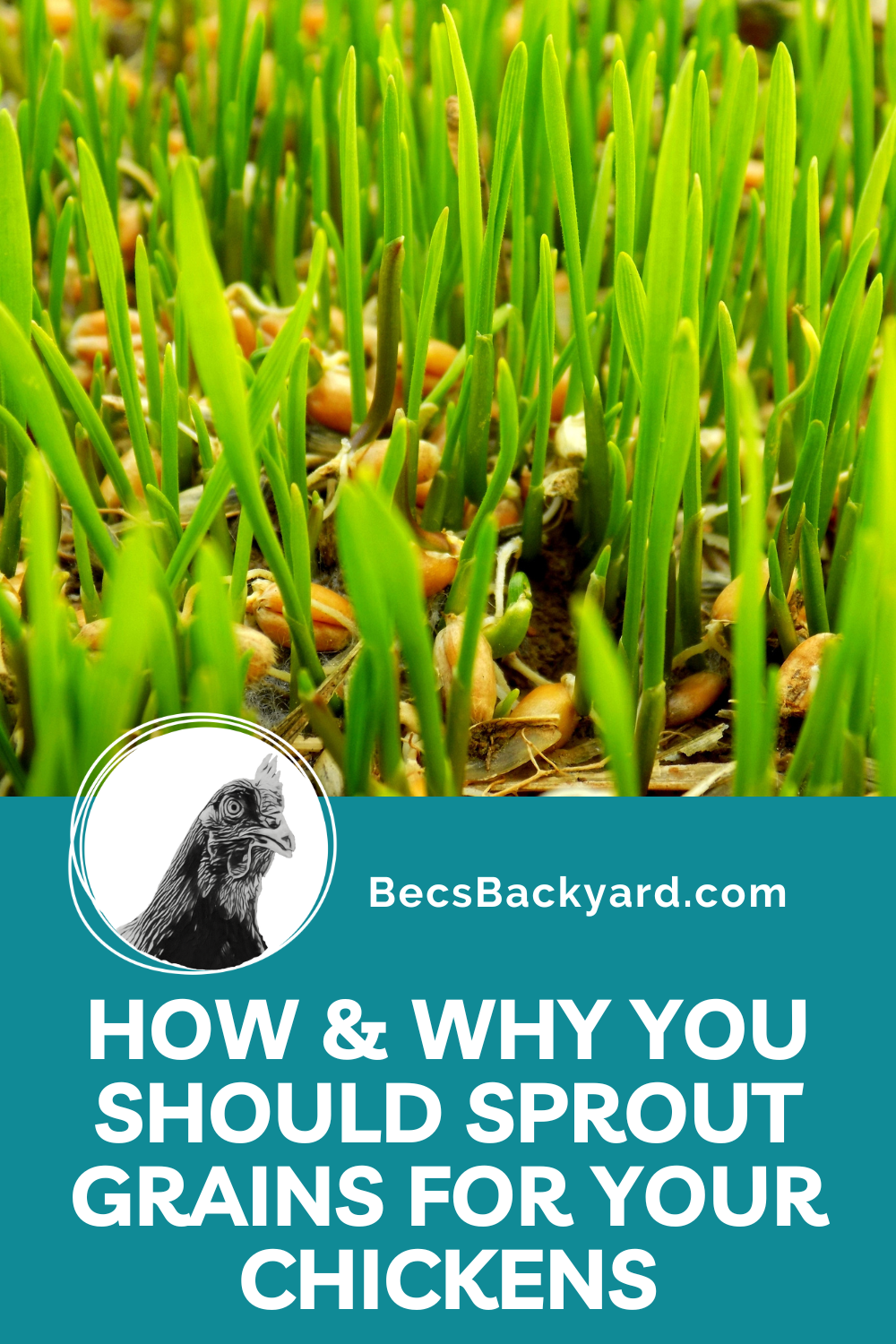 How and Why Sprouting Grains for Chickens