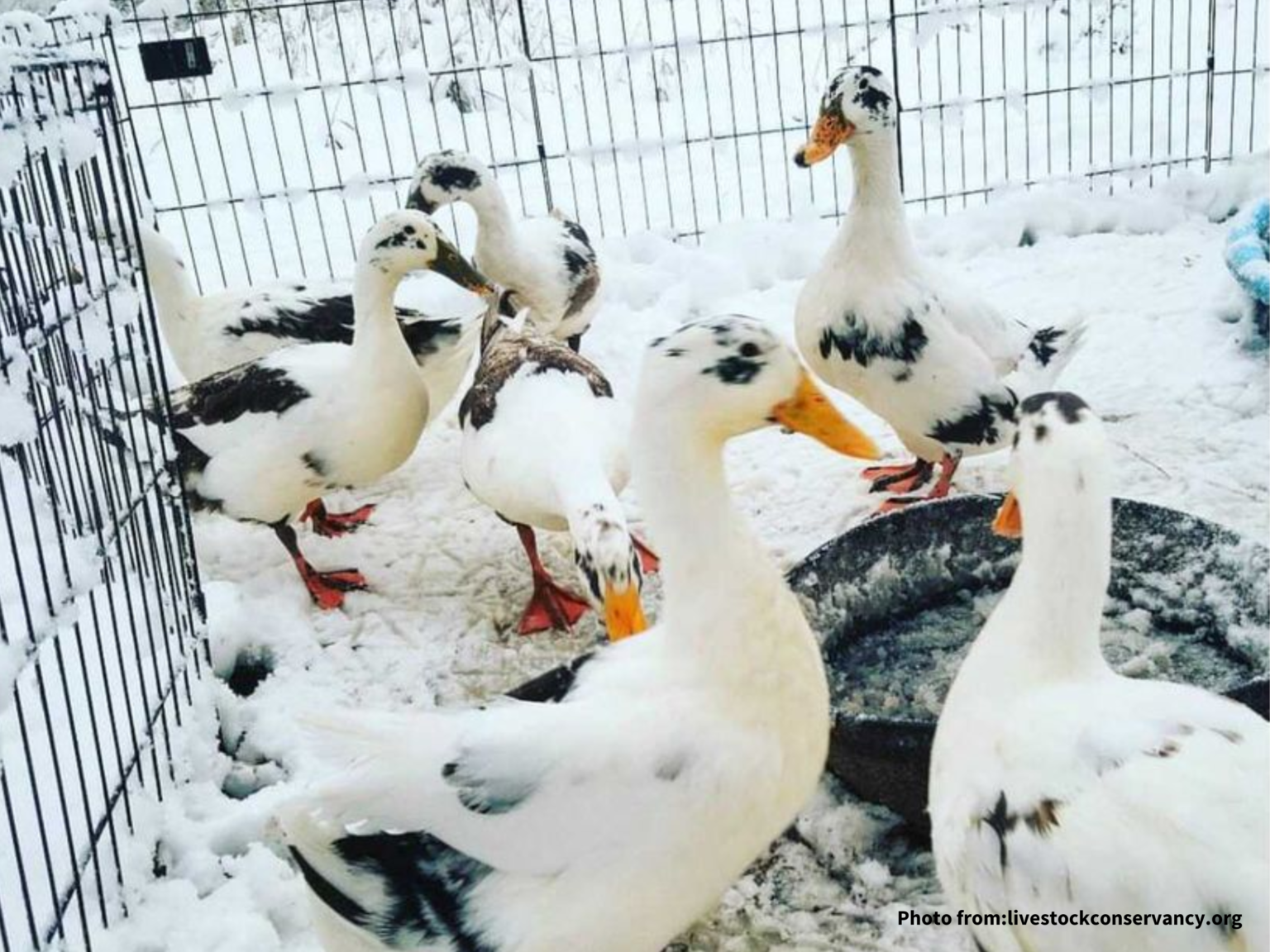 7 Best Duck Breeds for Egg Laying