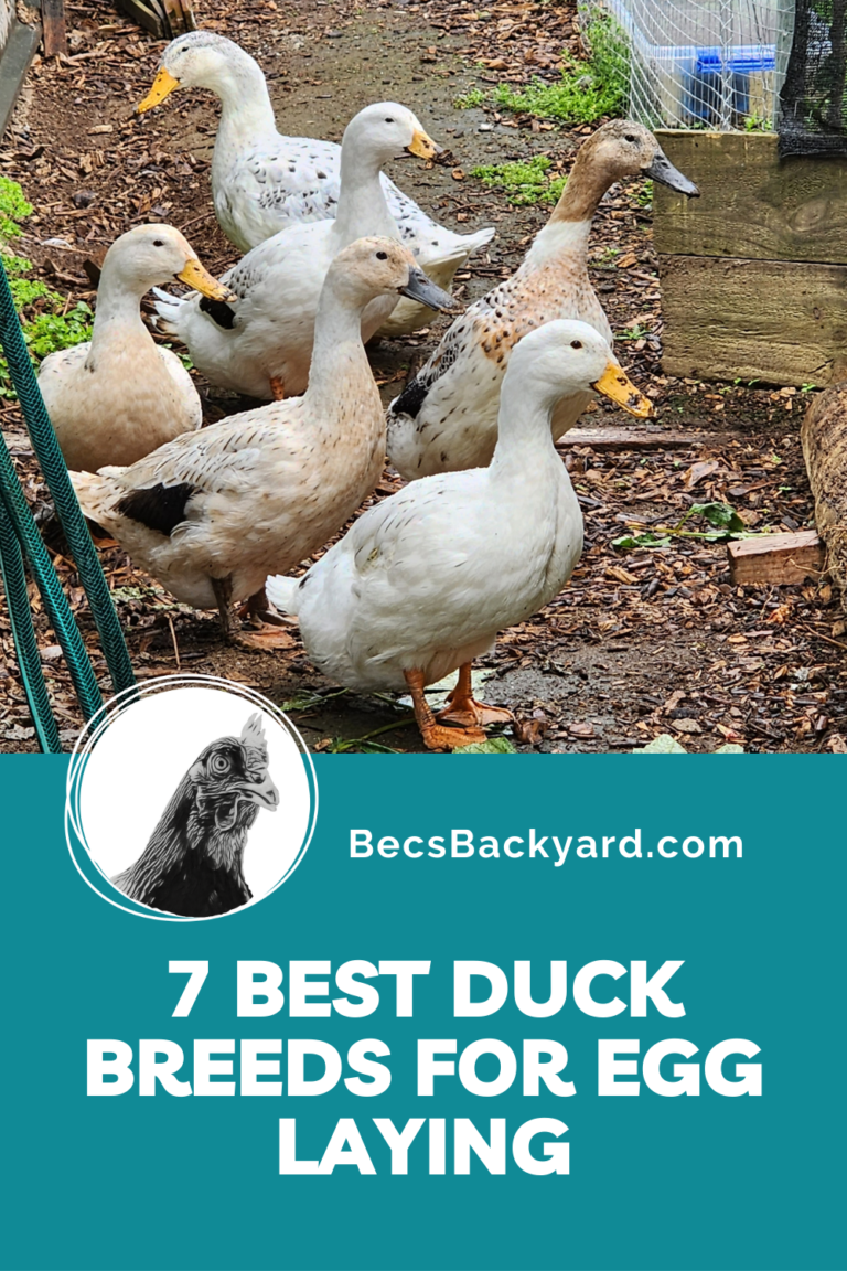 7 Best Duck Breeds for Egg Laying