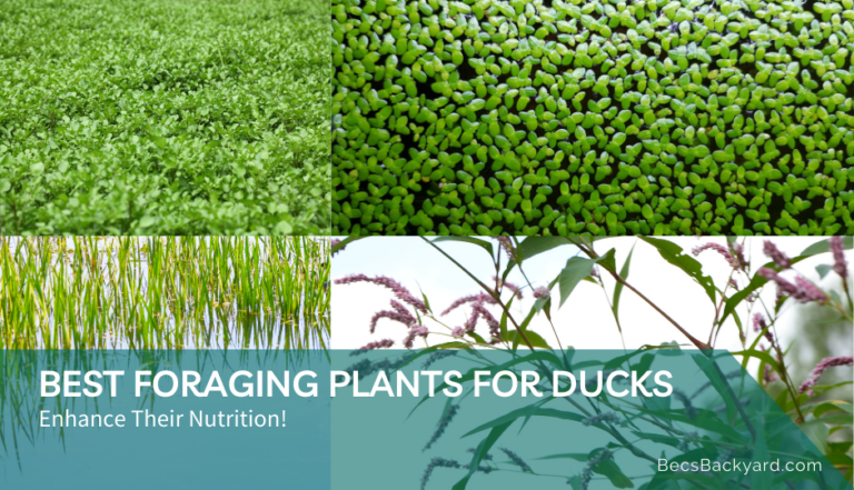 Best Foraging Plants for Ducks 2024: Enhance Their Nutrition!