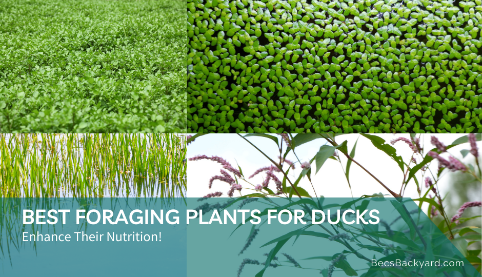 best foraging plants for ducks