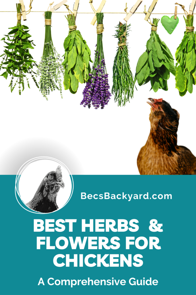 best herbs and flowers for chickens
