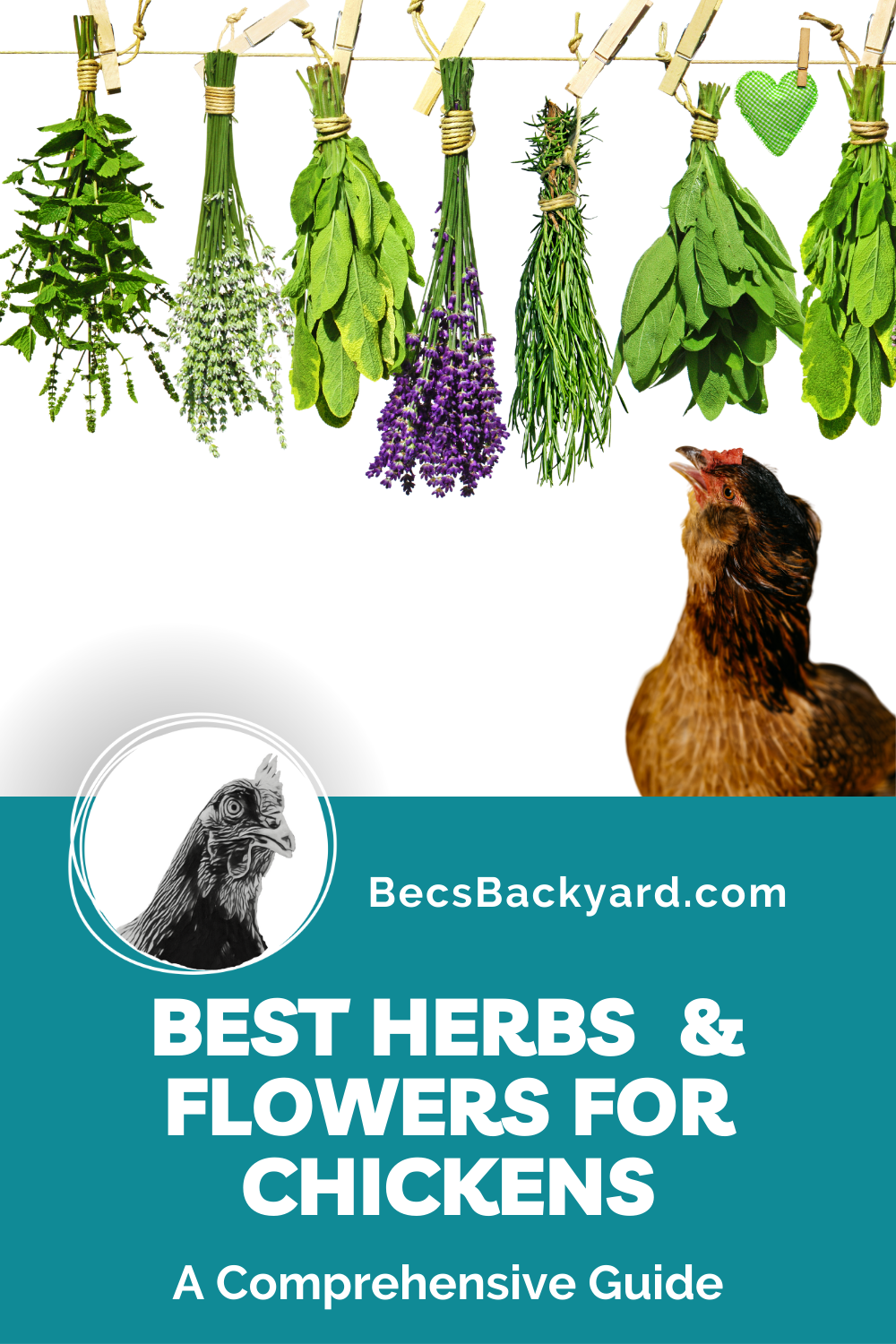 Best Herbs and Flowers for Chickens A Comprehensive Guide