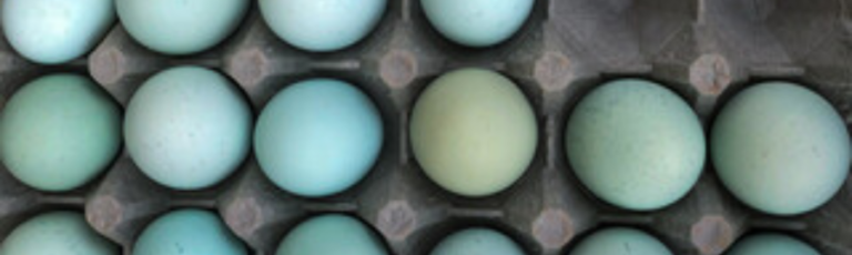 What Chickens Lay Blue Eggs A Guide To 3 Breeds And Their Characteristics 8471