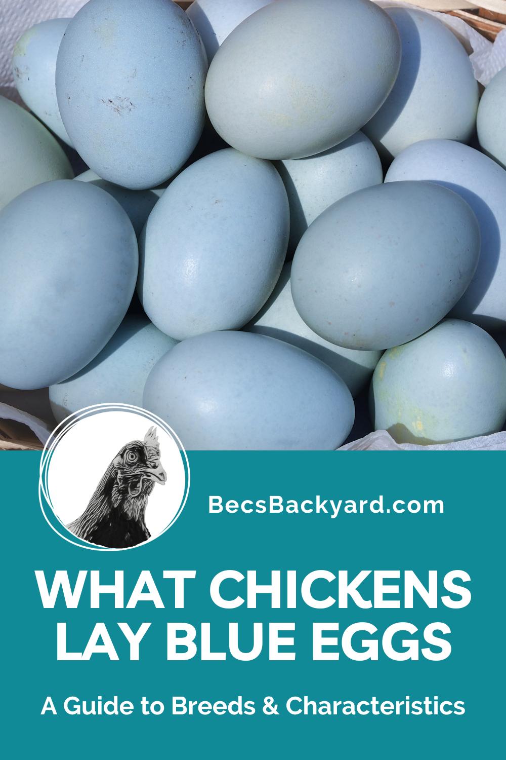 what-chickens-lay-blue-eggs