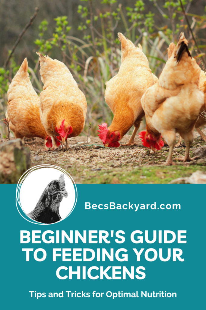 Beginner's Guide to Feeding Your Chickens