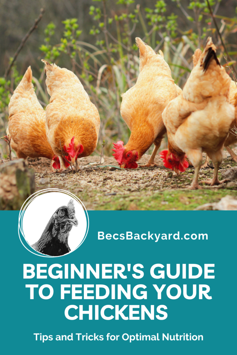 Beginner S Guide To Feeding Your Chickens Tips And Tricks For Optimal Nutrition Becs Backyard