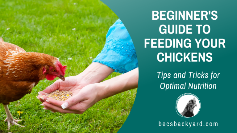 Beginner’s Guide to Feeding Your Chickens: Tips and Tricks for Optimal Nutrition