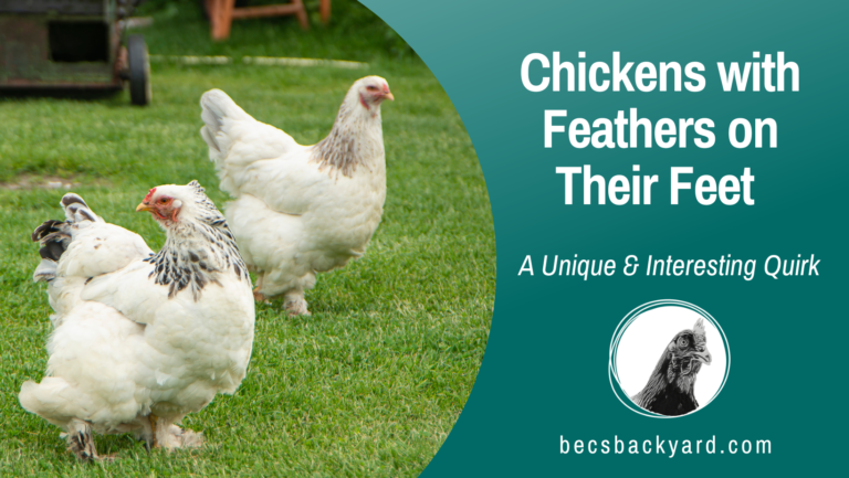 Chickens with Feathers on Their Feet