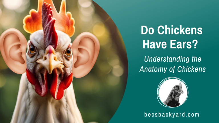The Great Mystery : Do Chickens Have Ears? Understanding the Anatomy of Chickens