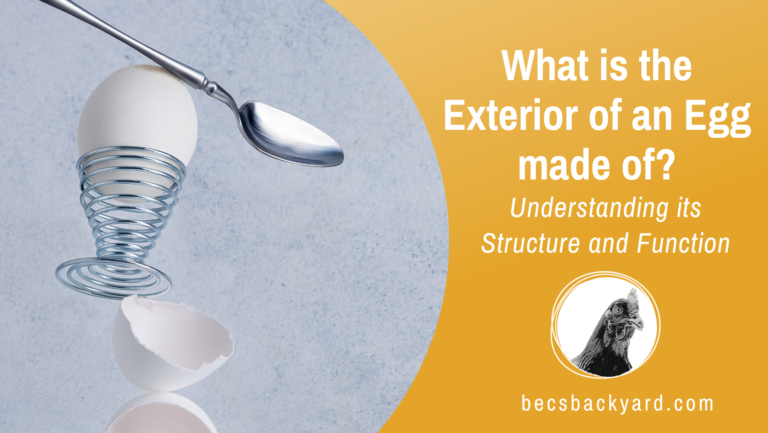 What is the Exterior of an Egg made of: Understanding its Structure and Function