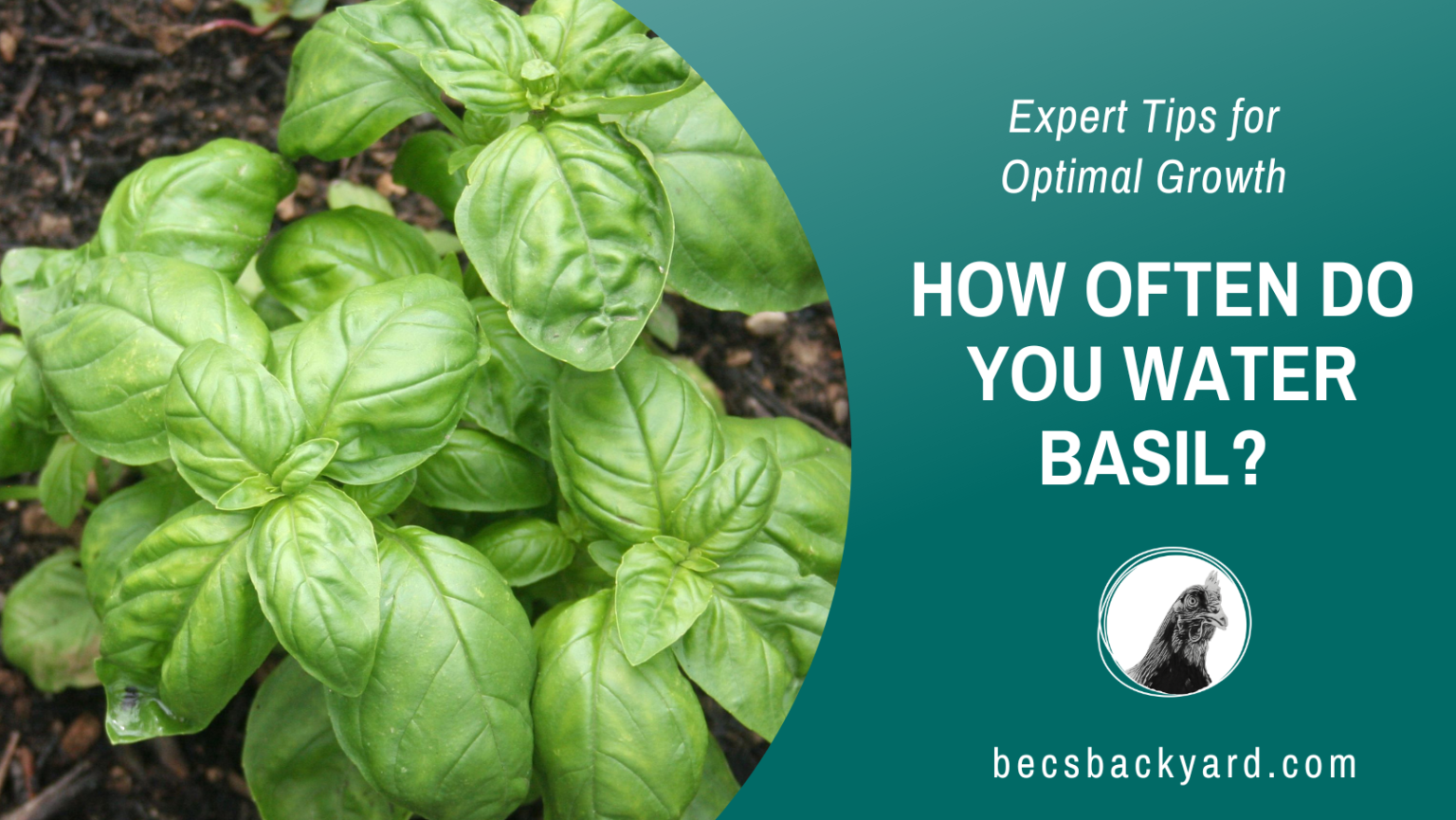 How Often Do You Water Basil Expert Tips for Optimal Growth Becs Backyard