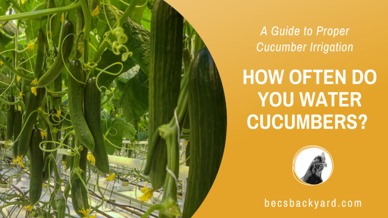 How Often Do You Water Cucumbers? A Guide to Proper Cucumber Irrigation