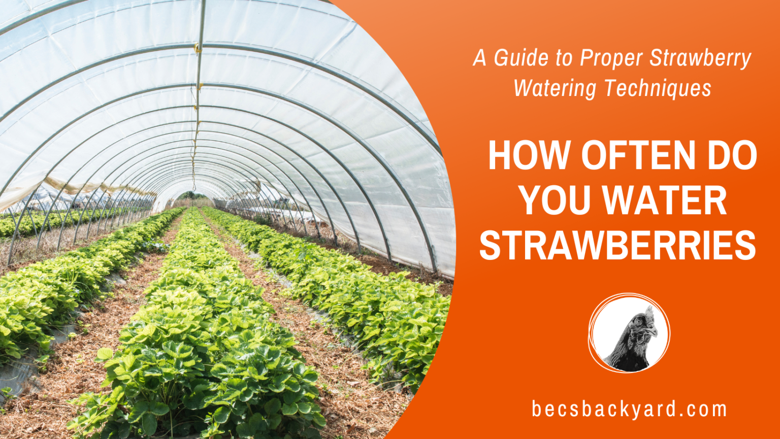 How Often Do You Water Strawberries A Guide to Proper Strawberry