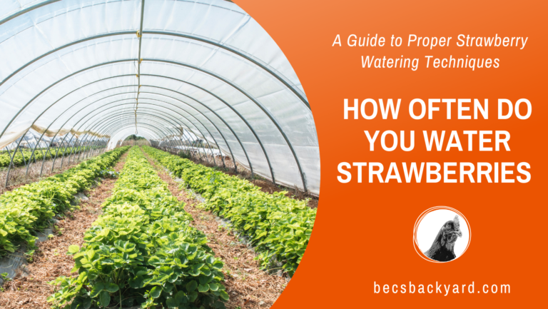How Often Do You Water Strawberries: A Guide to Proper Strawberry Watering Techniques