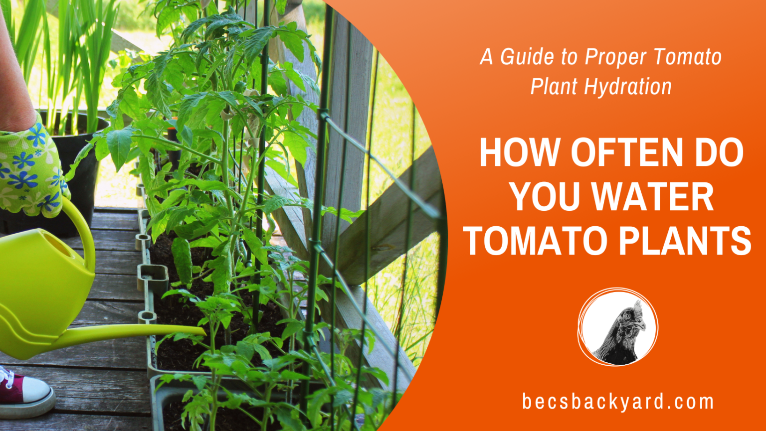 How Often Do You Water Tomato Plants A Guide to Proper Tomato Plant