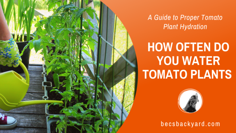 How Often Do You Water Tomato Plants: A Guide to Proper Tomato Plant Hydration