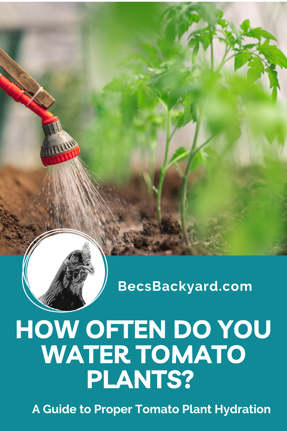 How Often Do You Water Tomato Plants A Guide to Proper Tomato Plant