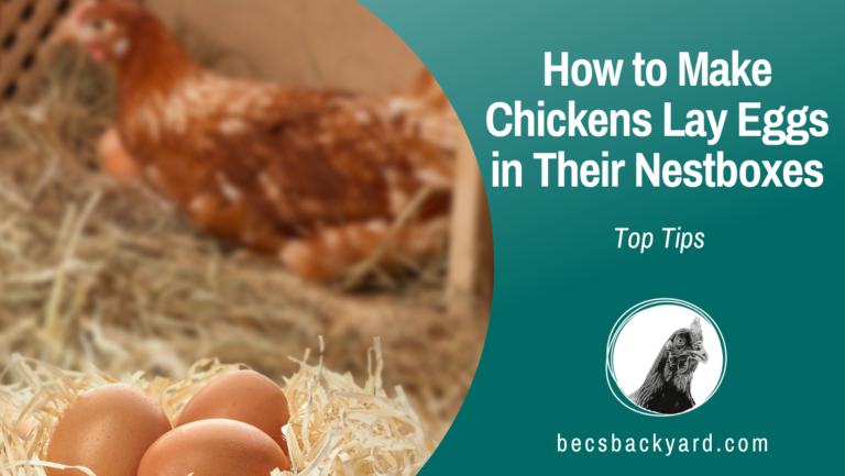 Top Tips How to Make Chickens Lay Eggs in Their Nestboxes