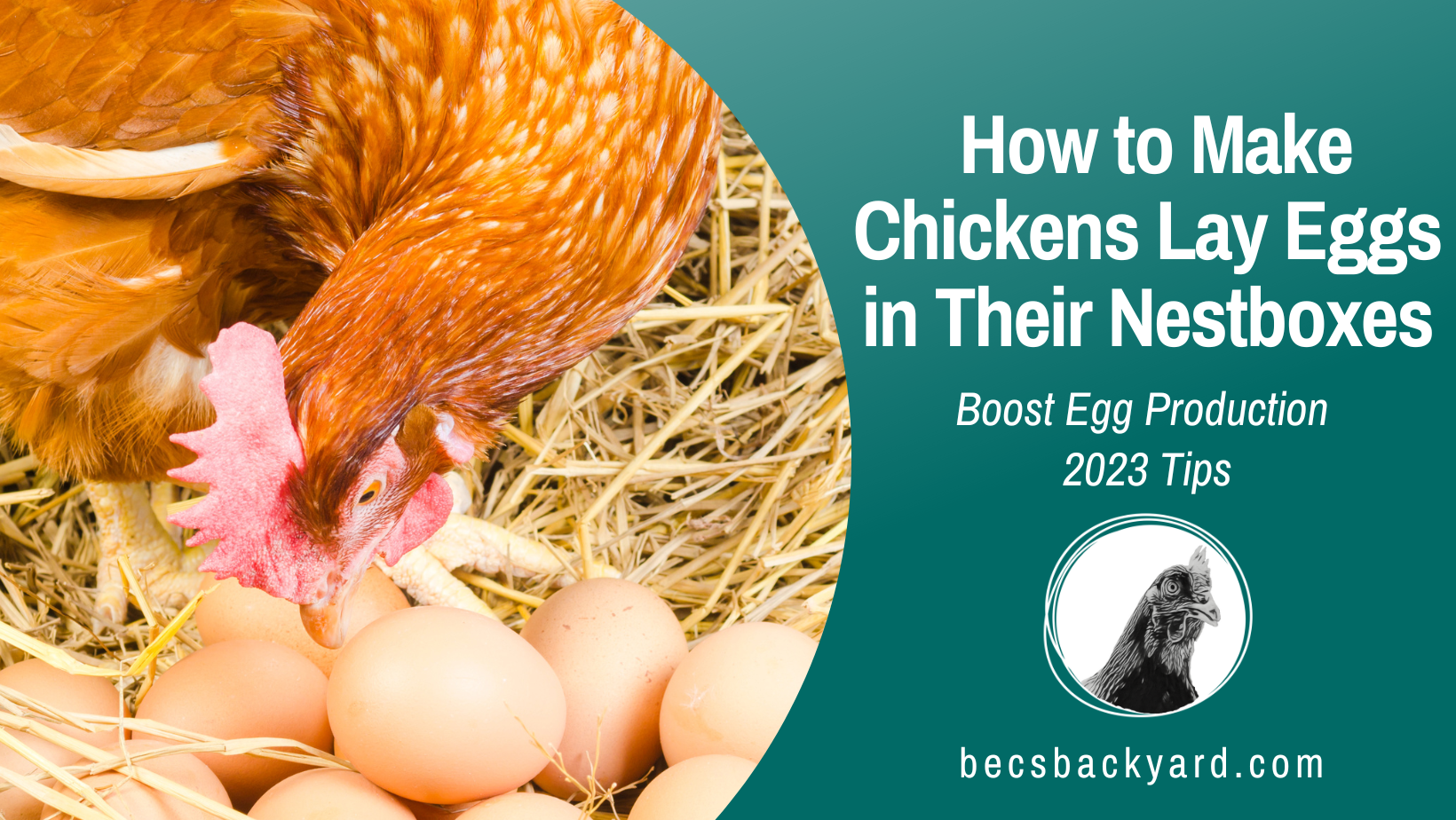 Boost Egg Production: How to Make Chickens Lay Eggs in Their Nestboxes | 2024 Tips