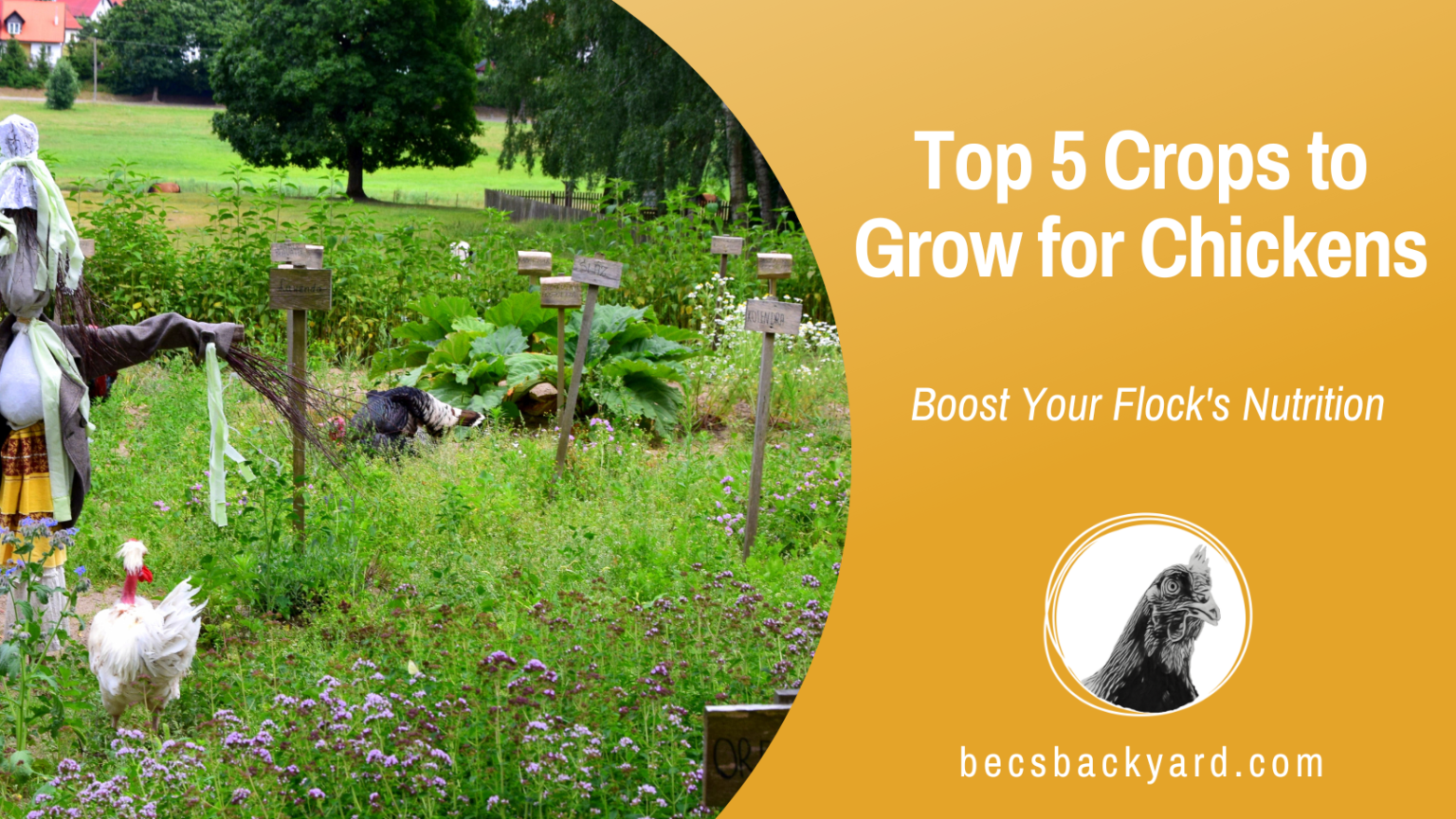 Top 5 Crops to Grow for Chickens Boost Your Flock's Nutrition