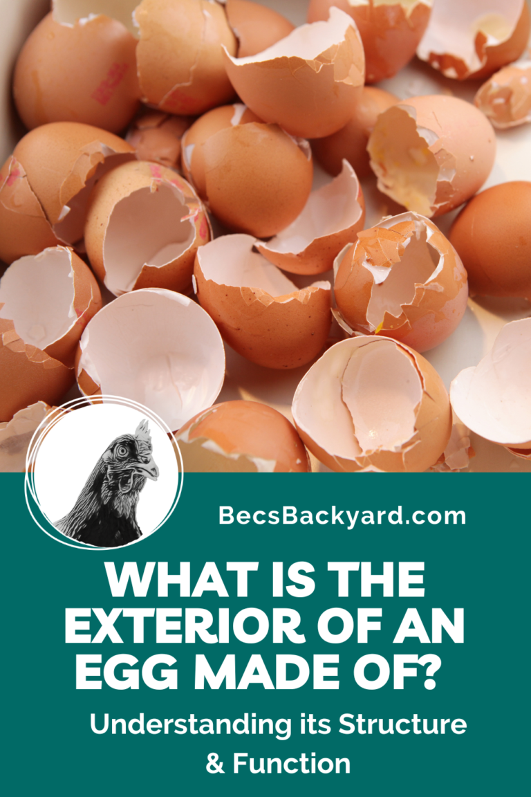 What is the Exterior of an Egg made of Understanding its Structure and