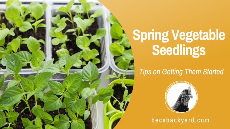 Spring Vegetable Seedlings: Tips on Getting Them Started