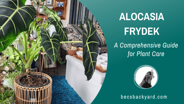 Alocasia Frydek : A Comprehensive Guide for Plant Care