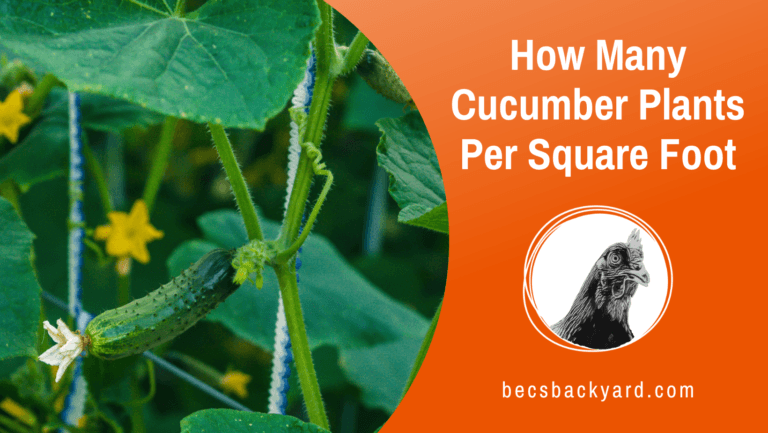 How Many Cucumber Plants Per Square Foot: A Guide to Optimal Plant Spacing