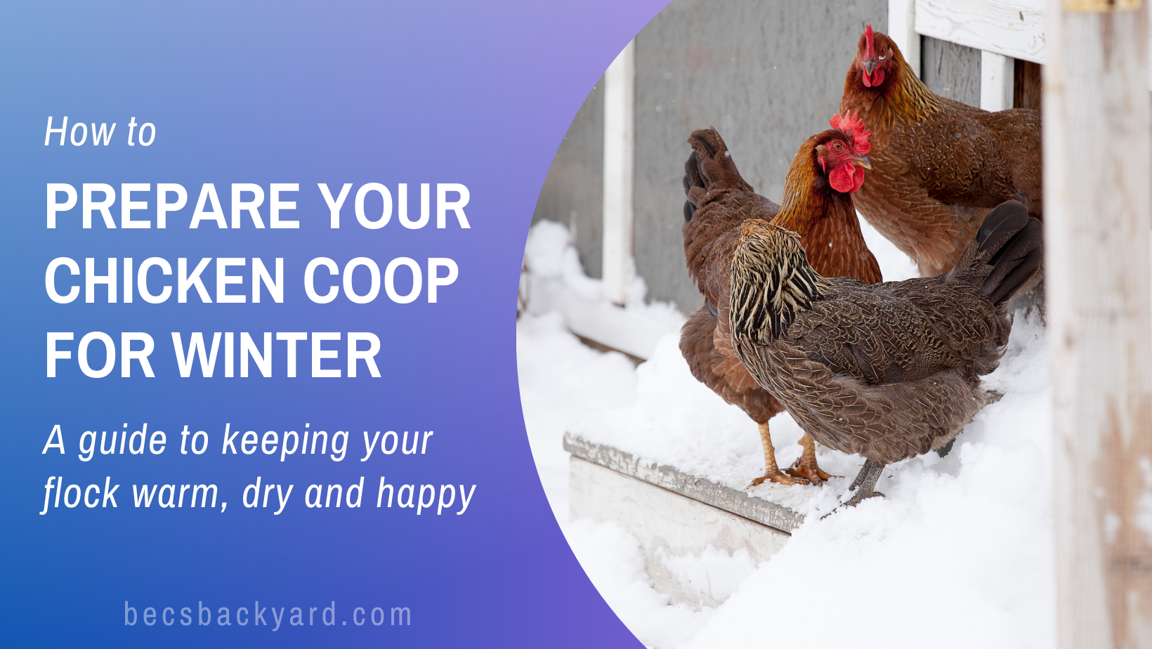 how to prepare your chicken coop for winter