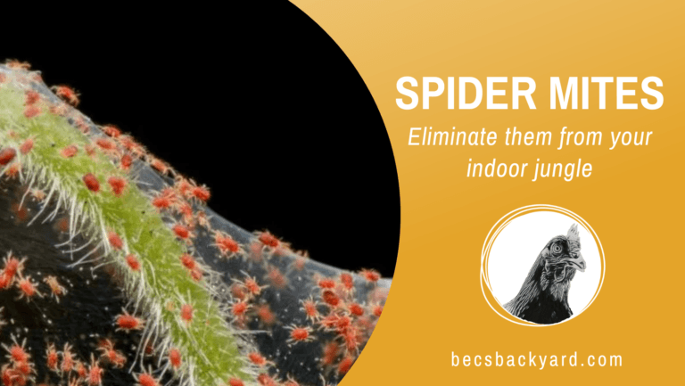 Eliminate Spider Mites in Your Indoor Jungle