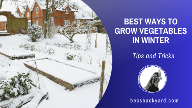 Best Ways to Grow Vegetables in Winter: Tips and Tricks