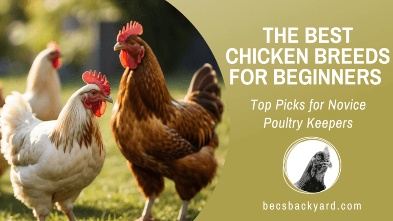 The Best Chicken Breeds for Beginners: Top Picks for Novice Poultry Keepers