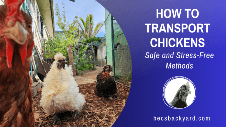 How to Transport Chickens: Safe and Stress-Free Methods
