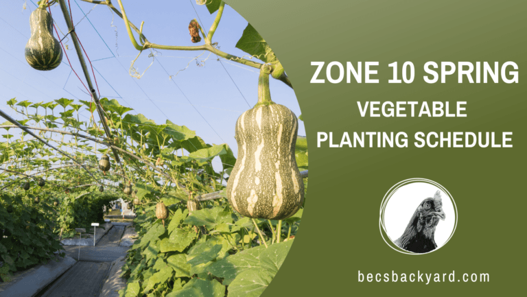 Zone 10 Spring Vegetable Planting Schedule: Your Essential Guide