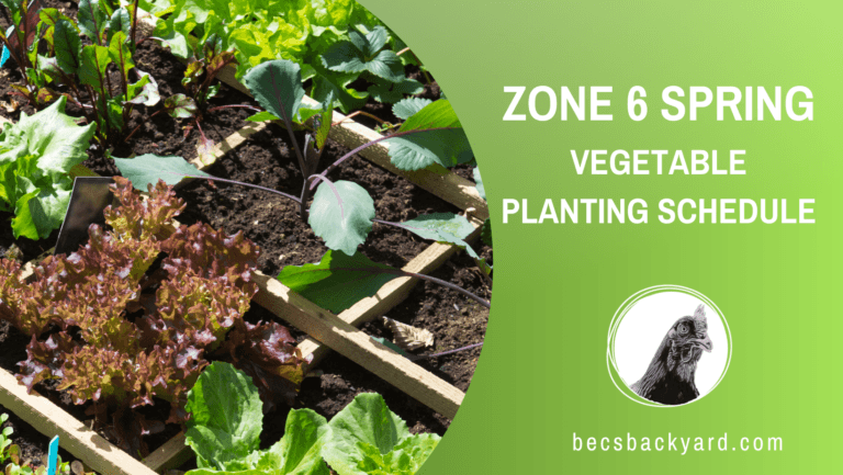 Zone 6 Spring Vegetable Planting Schedule: Your Guide to a Flourishing Garden