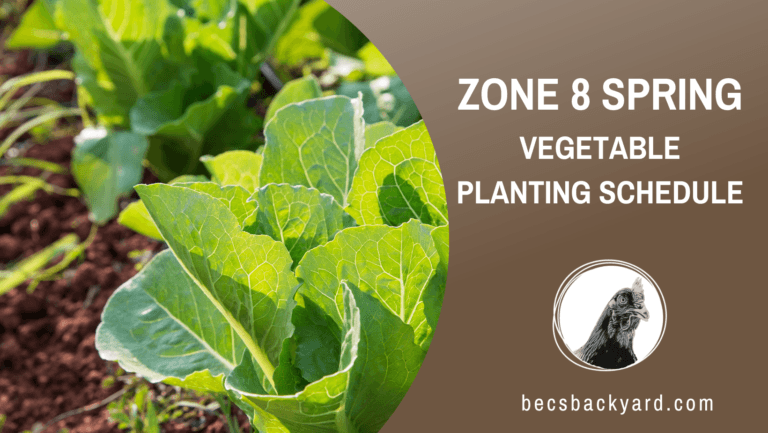 Zone 8 Spring Vegetable Planting Schedule: Key Dates and Best Practices