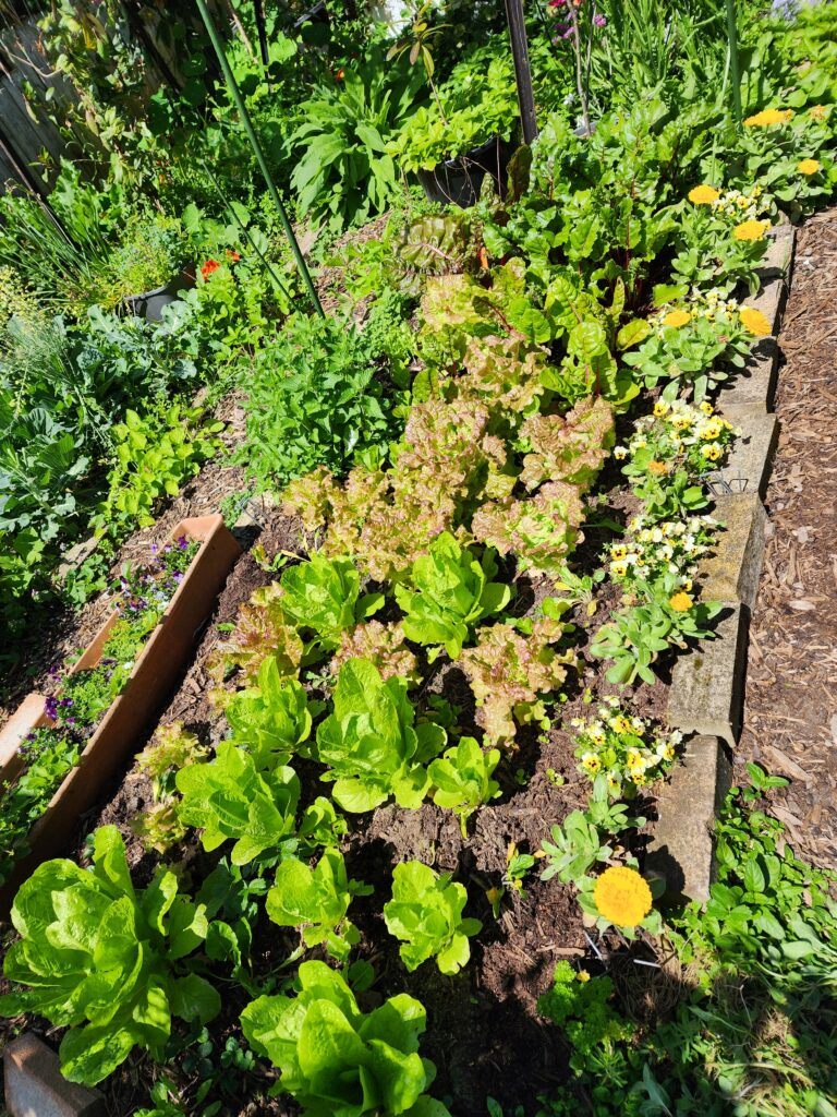 how to start a vegetable garden