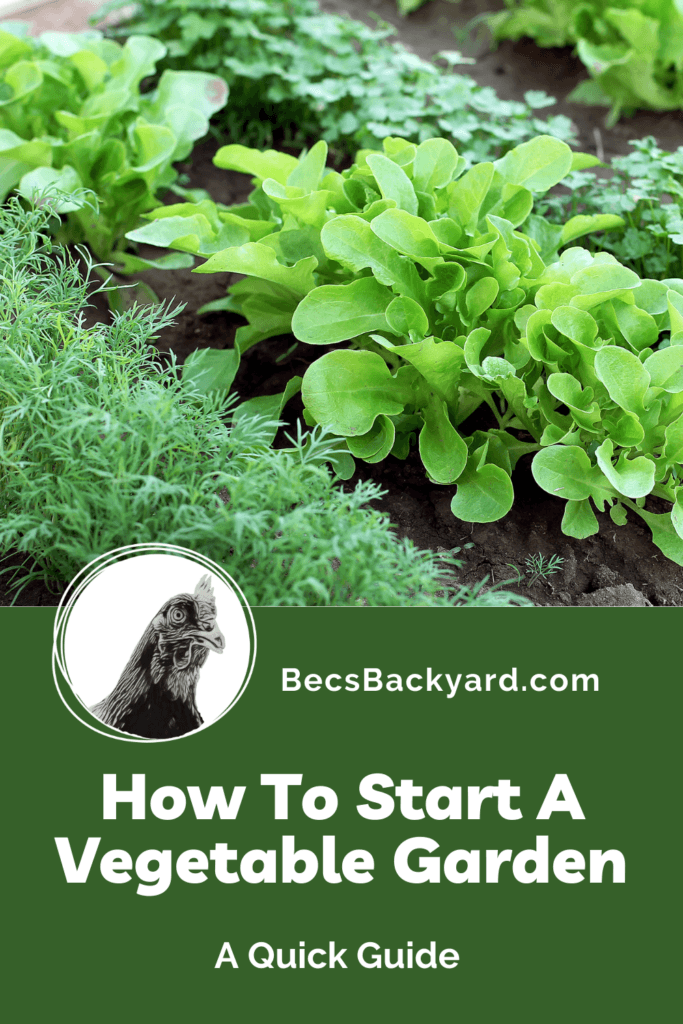 How to start a vegetable garden