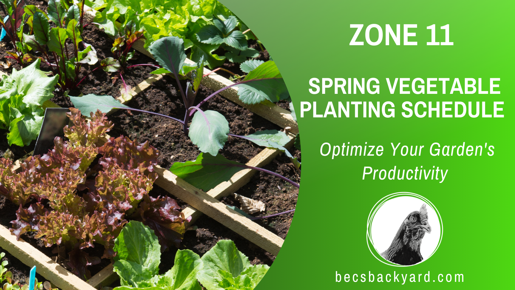 zone 11 spring vegetable planting schedule