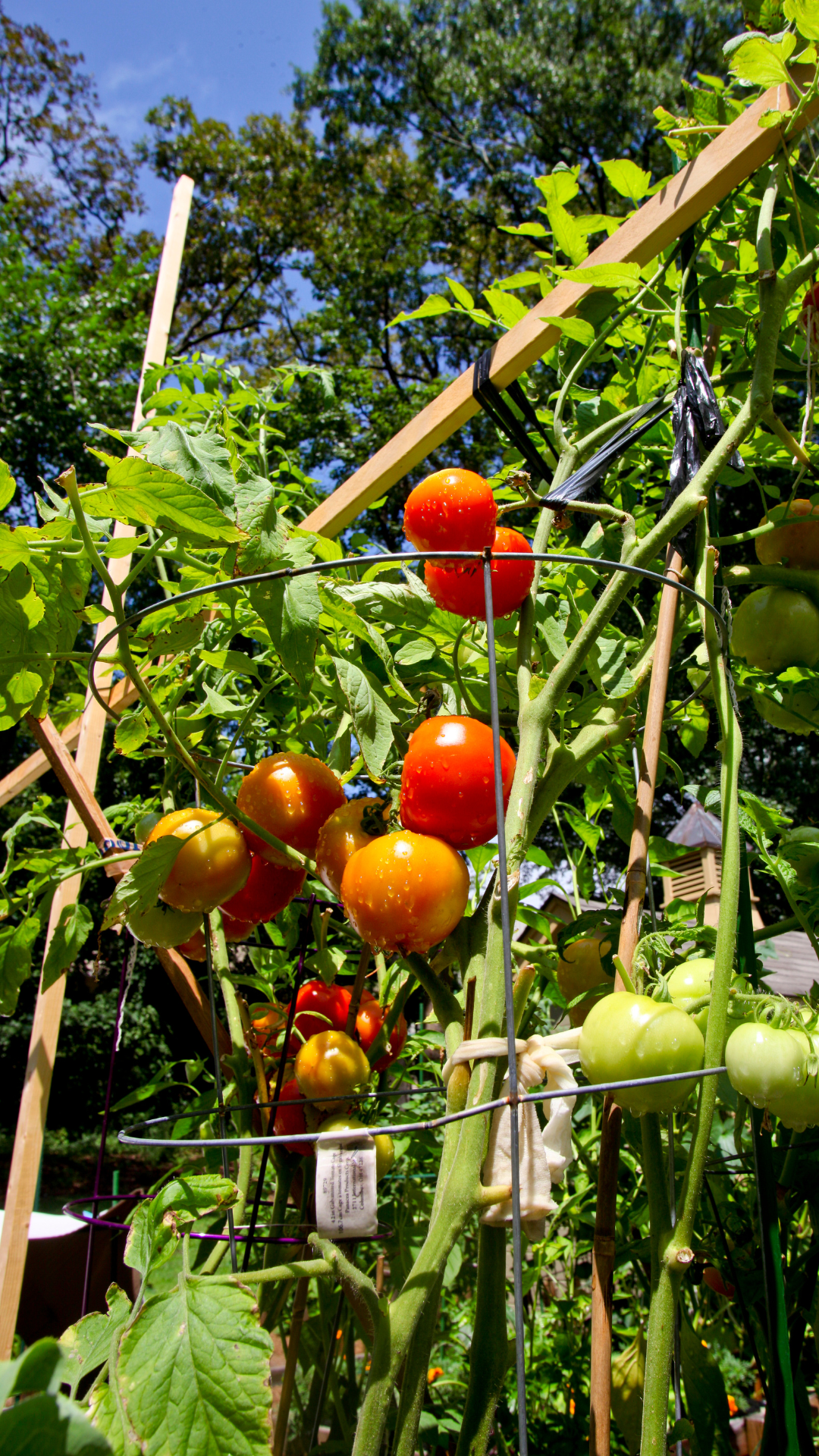 Zone 6 Summer Garden Maintenance Checklist Essential Tasks for Healthy Growth 2