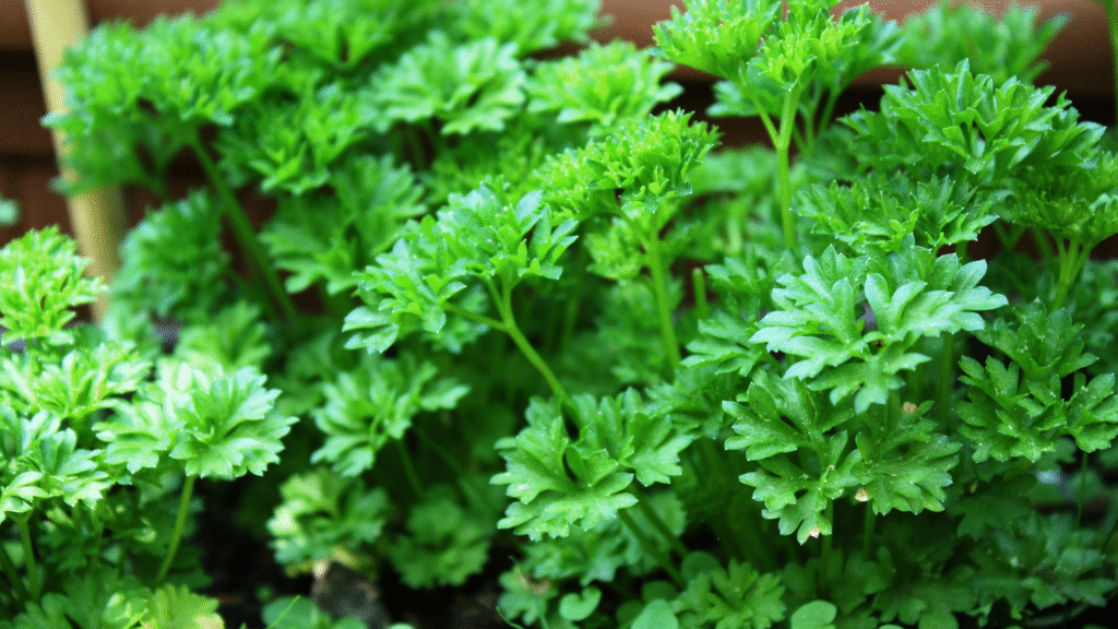 Zone 7a Fall Gardening – Tips for a Successful Autumn Garden 10