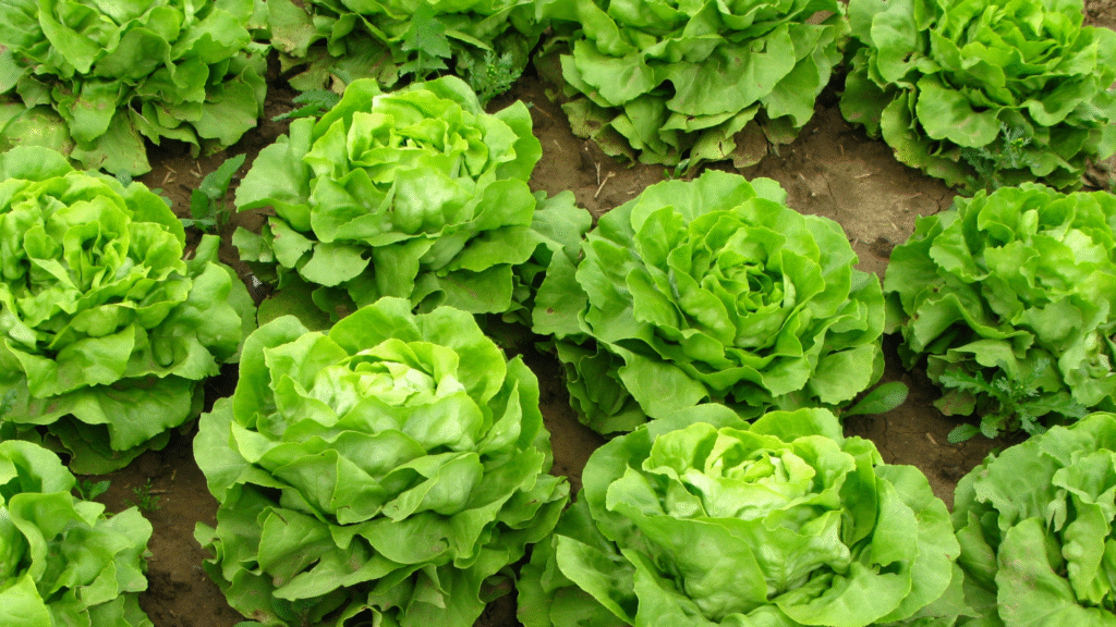 Zone 7a Fall Gardening – Tips for a Successful Autumn Garden 5