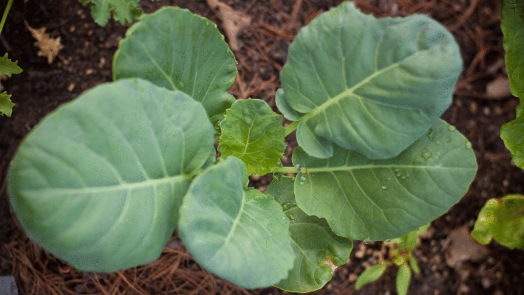 Zone 7a Fall Gardening – Tips for a Successful Autumn Garden 6