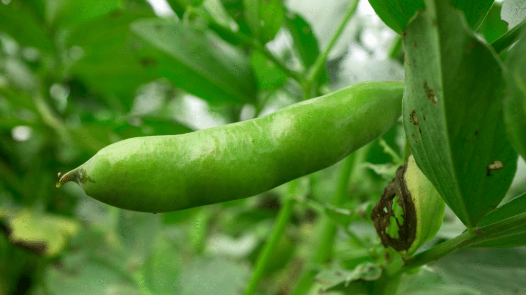 Zone 7a Fall Gardening – Tips for a Successful Autumn Garden 7
